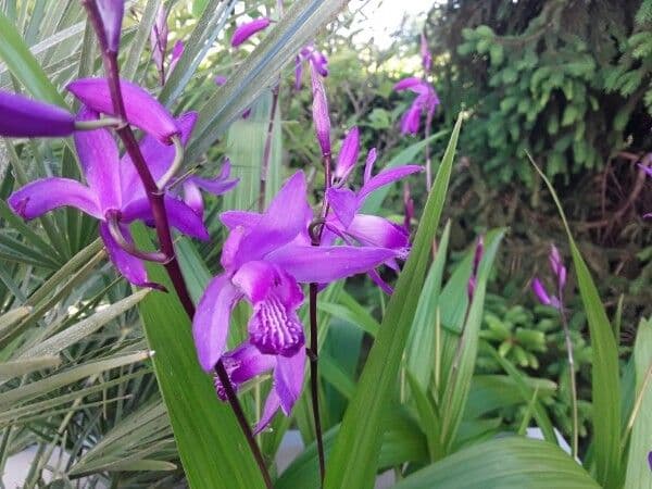 Bletilla striata 2
