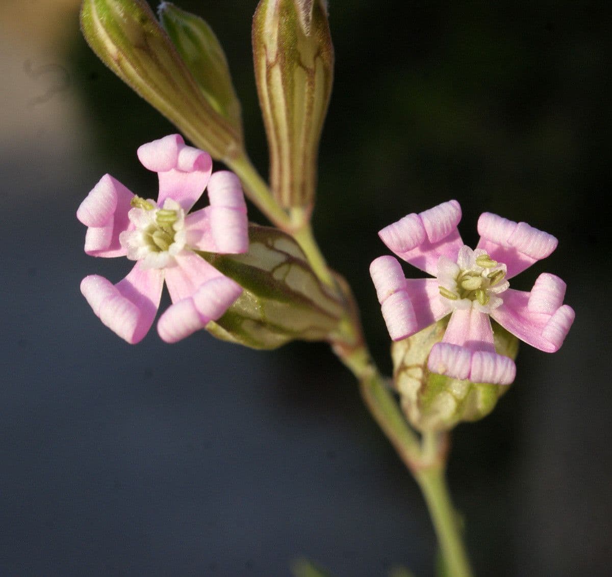 Silene secundiflora 7