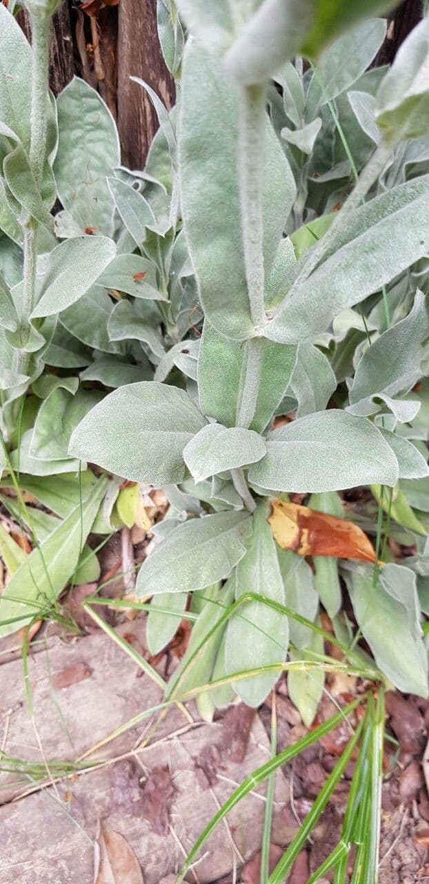Silene coronaria 20