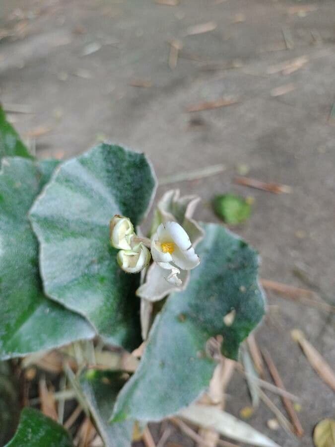 Begonia 4