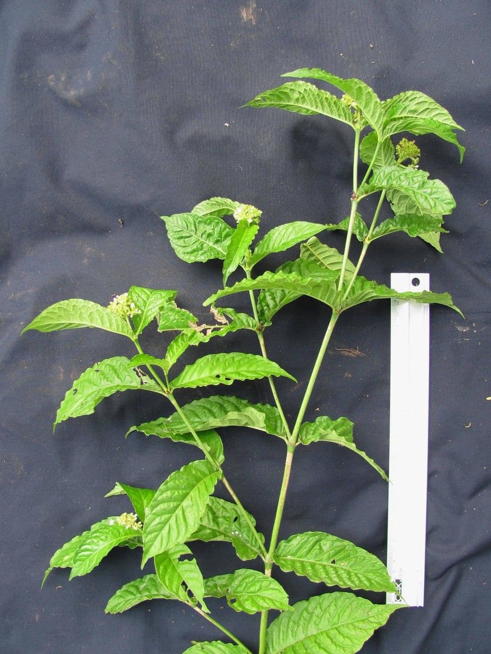 Psychotria 14