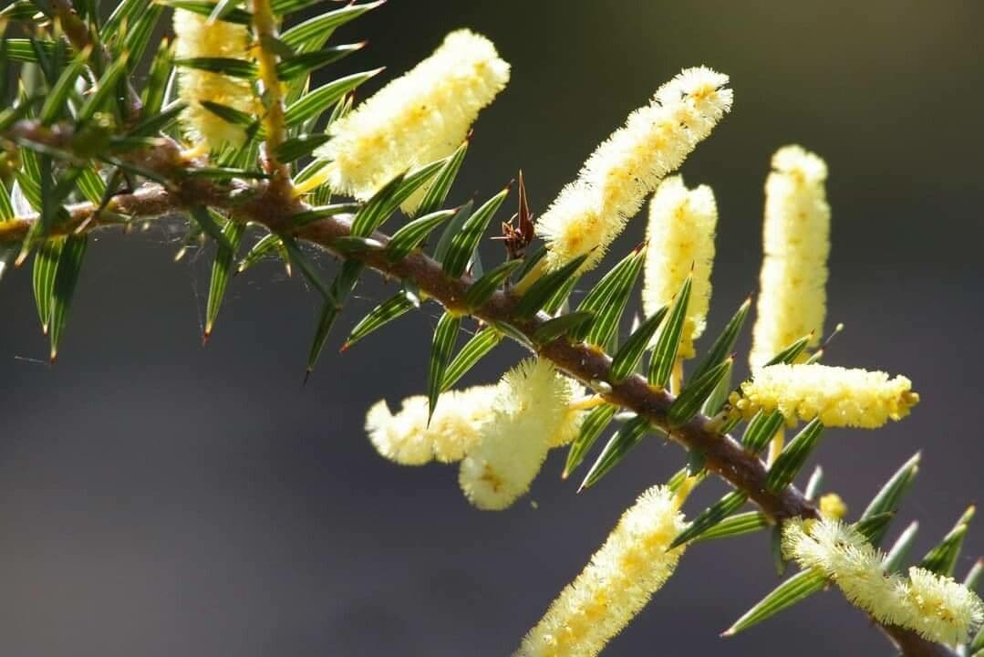 Acacia verticillata 2