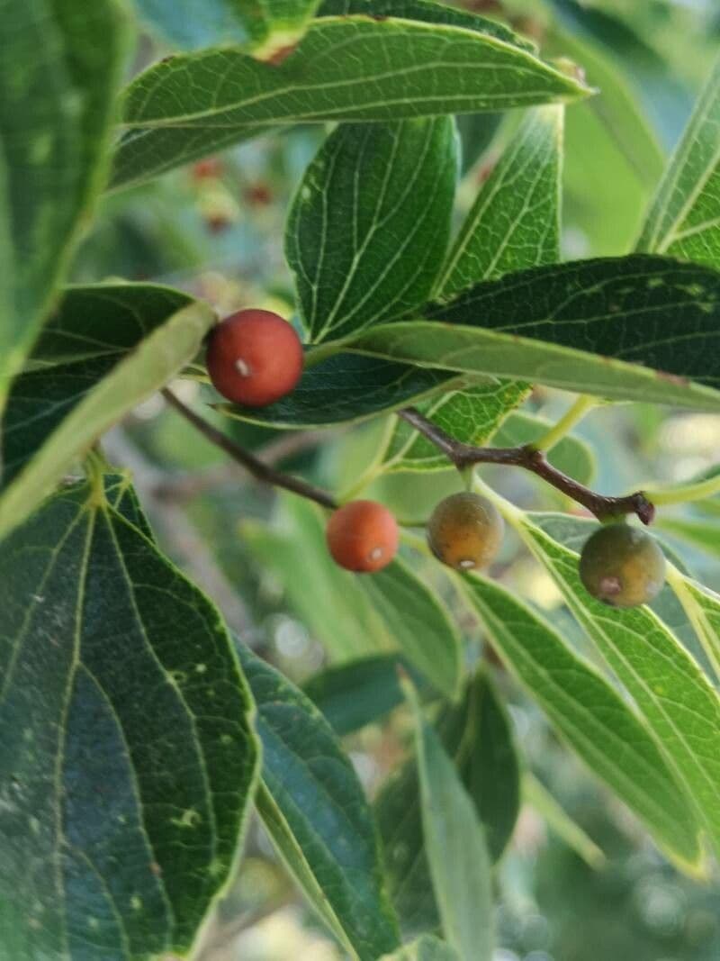 Celtis sinensis