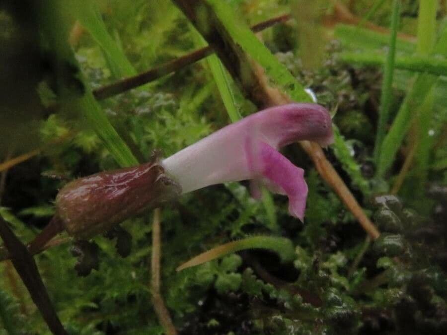 Pedicolare silvatica 7