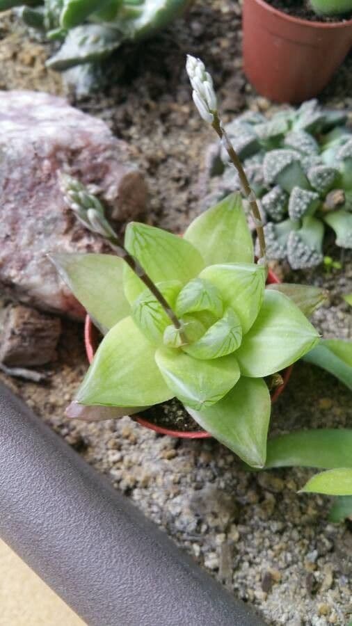 Haworthia 9