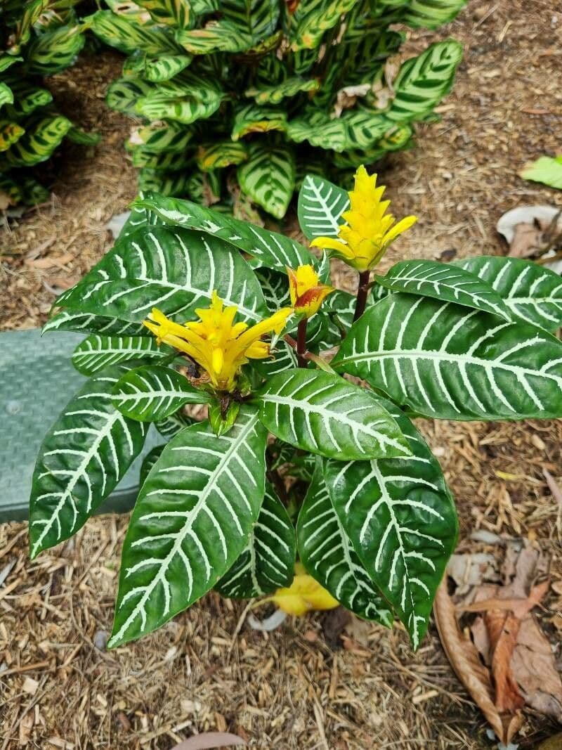 Aphelandra 10