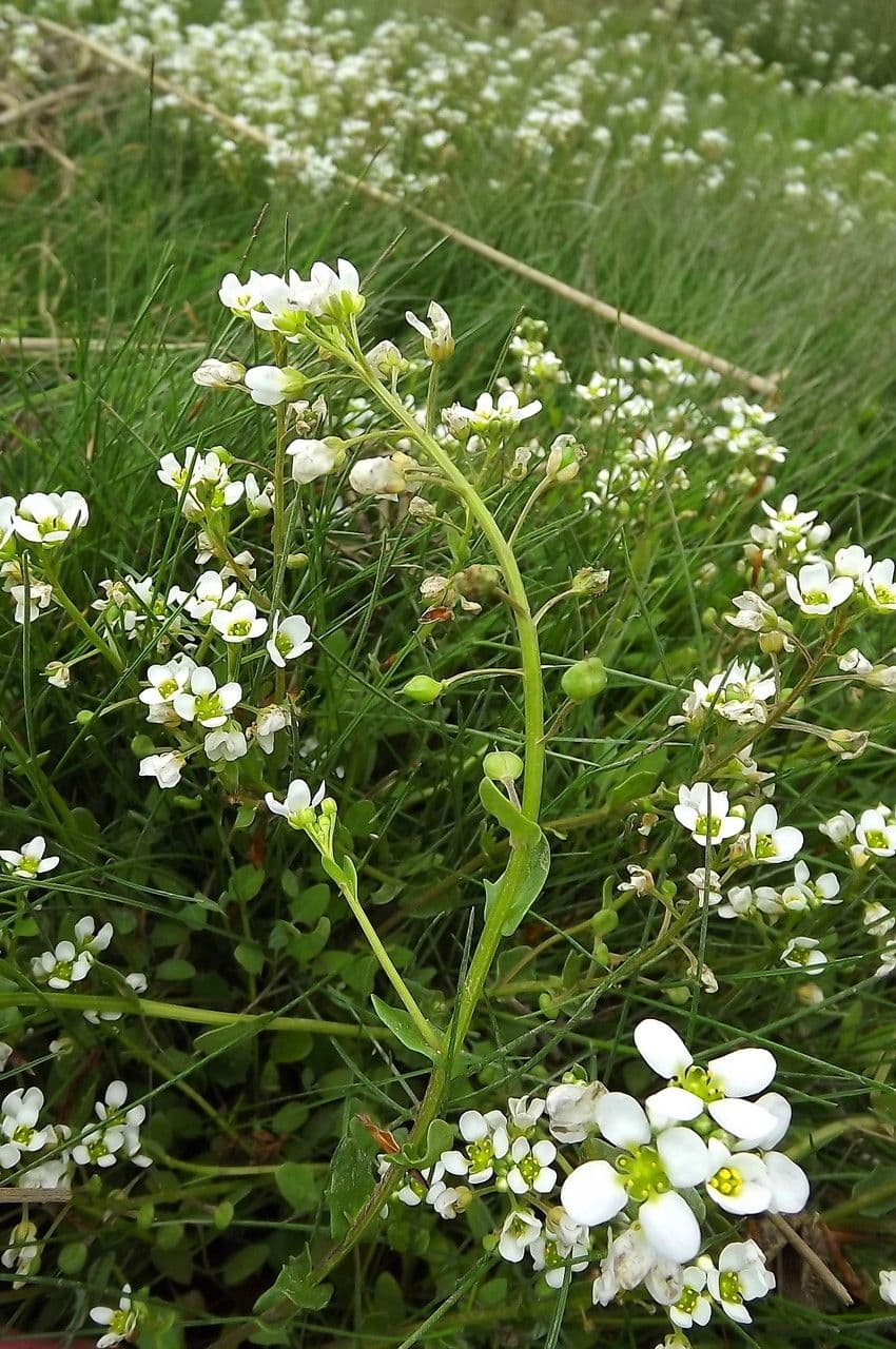 Cochlearia inglese 7