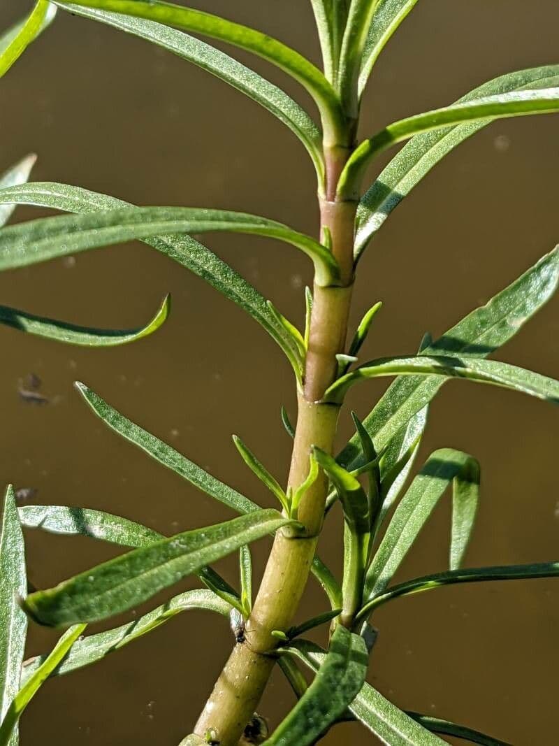 Menta cervina 16
