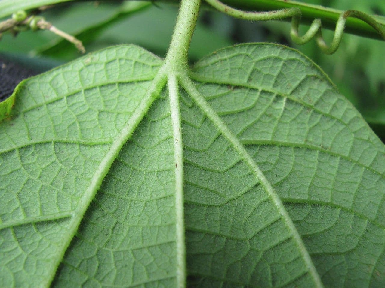 Passiflora 7
