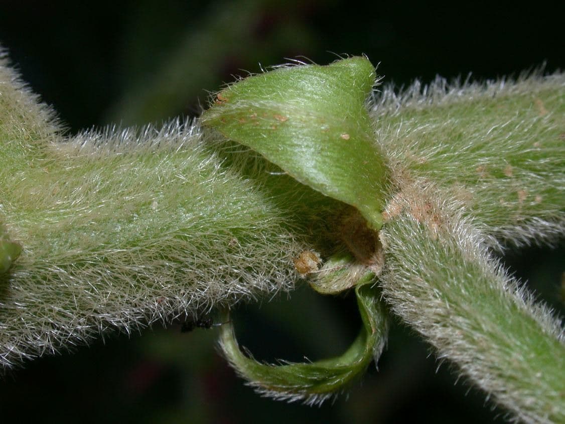 Acalypha a spiga grande 21