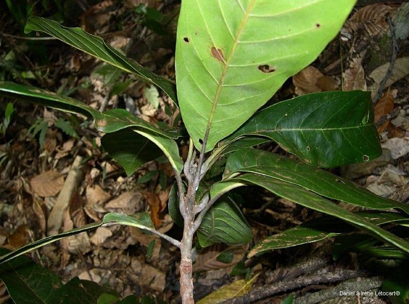 Pycnandra 6