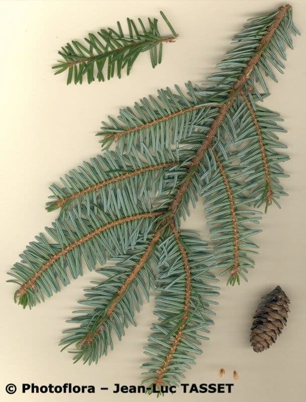 Omorikafichte 26