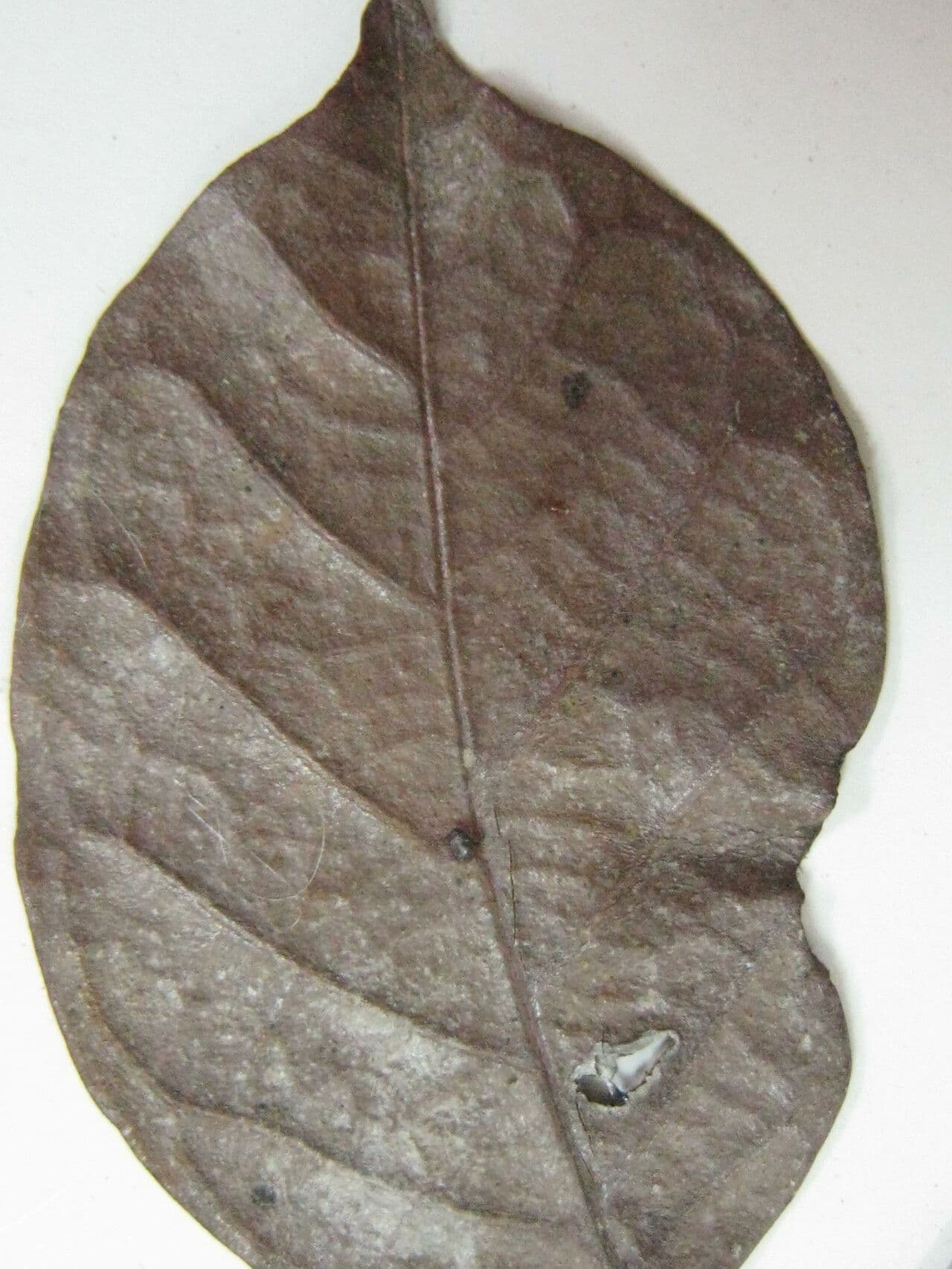 Licania 4