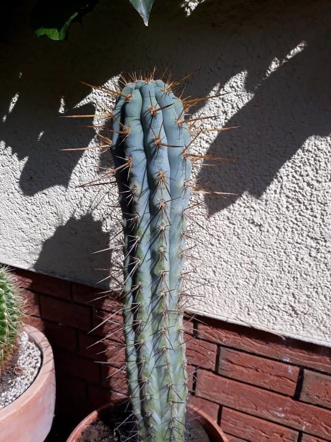 Browningia 11