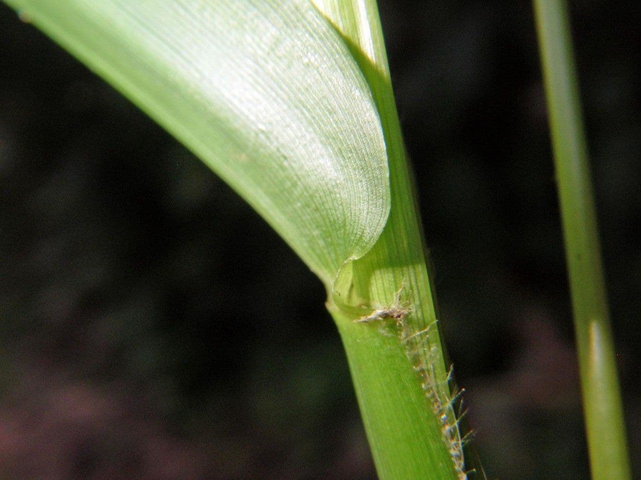 Homolepis 5