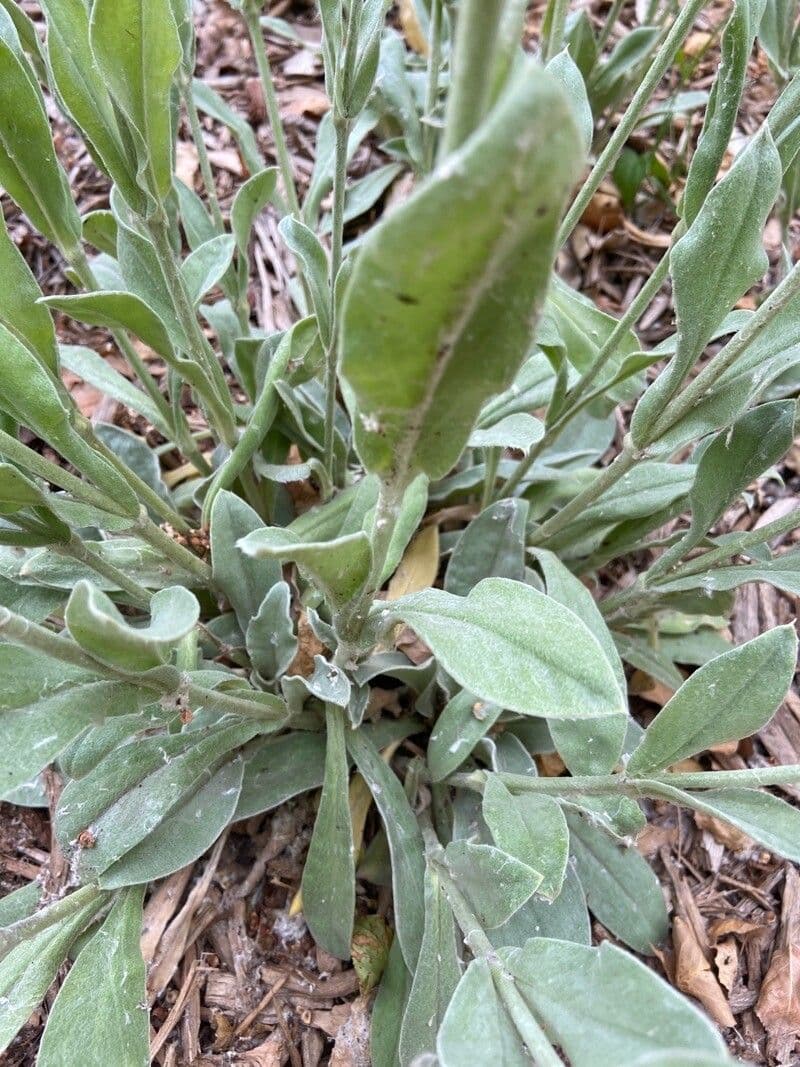 Silene 8
