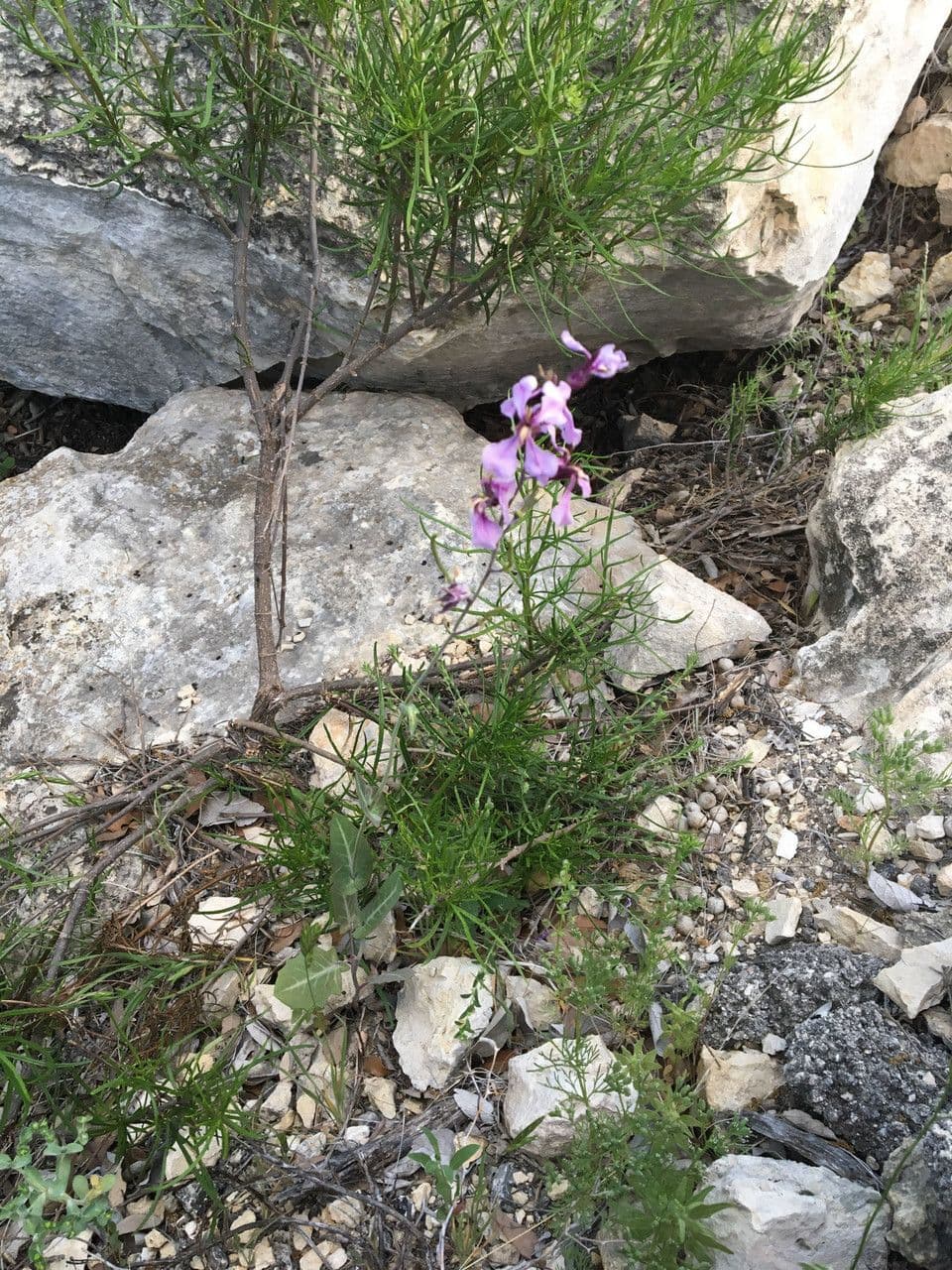 Breitfrüchtige Schmuckblume