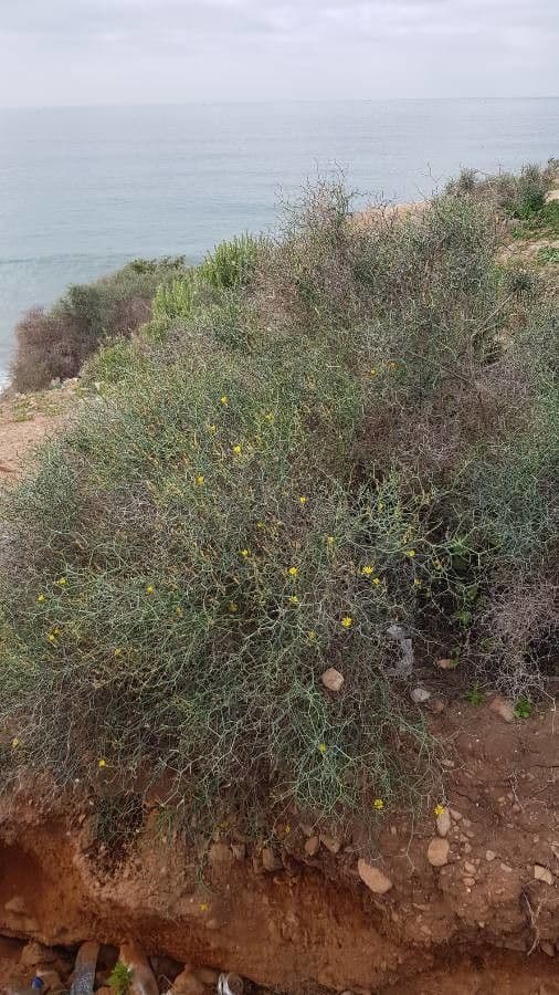 Launaea arborea 18