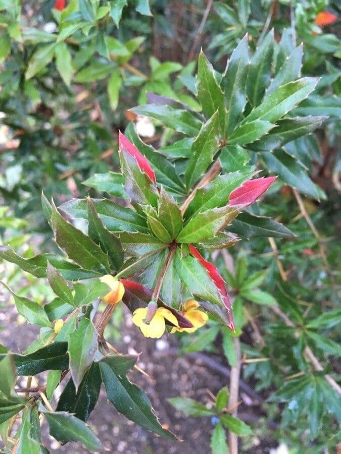 Berberys Gagnepaina 9