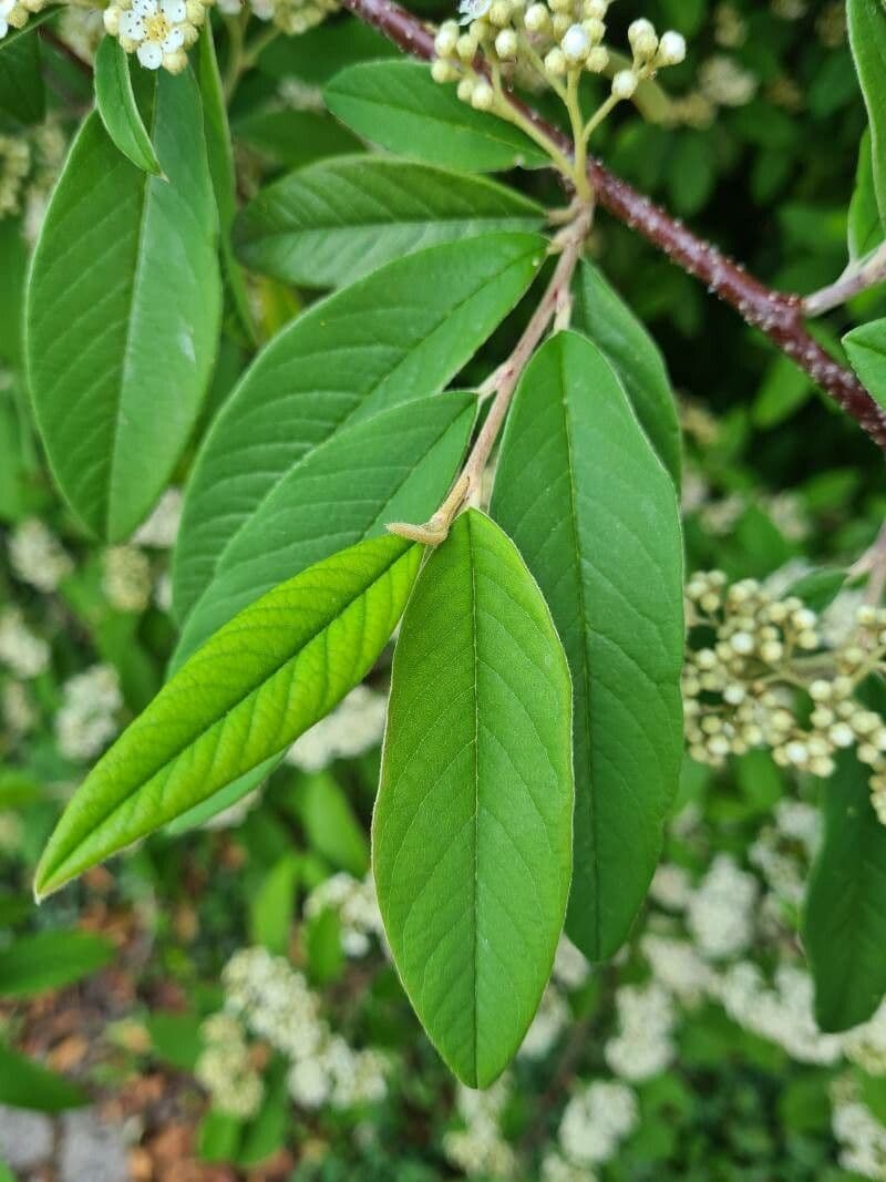 Cotoneaster 8