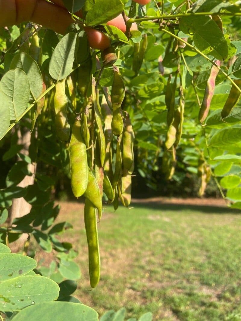 Robinia ispida 5