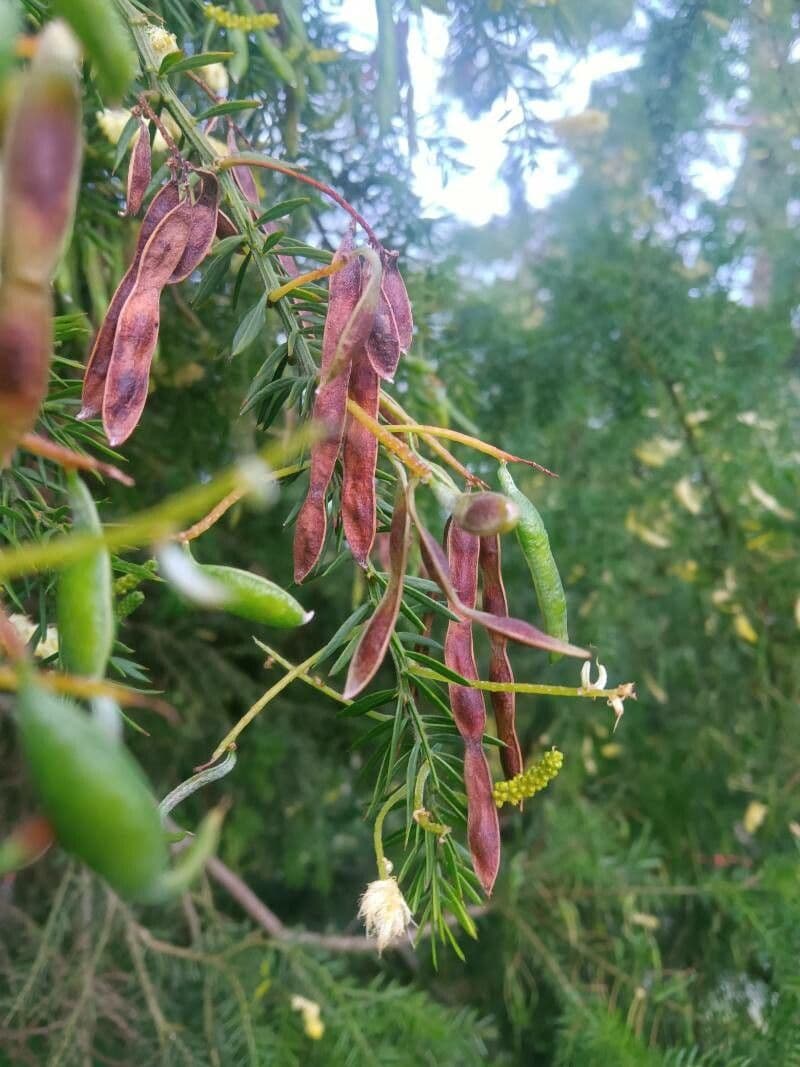Acacia verticillata