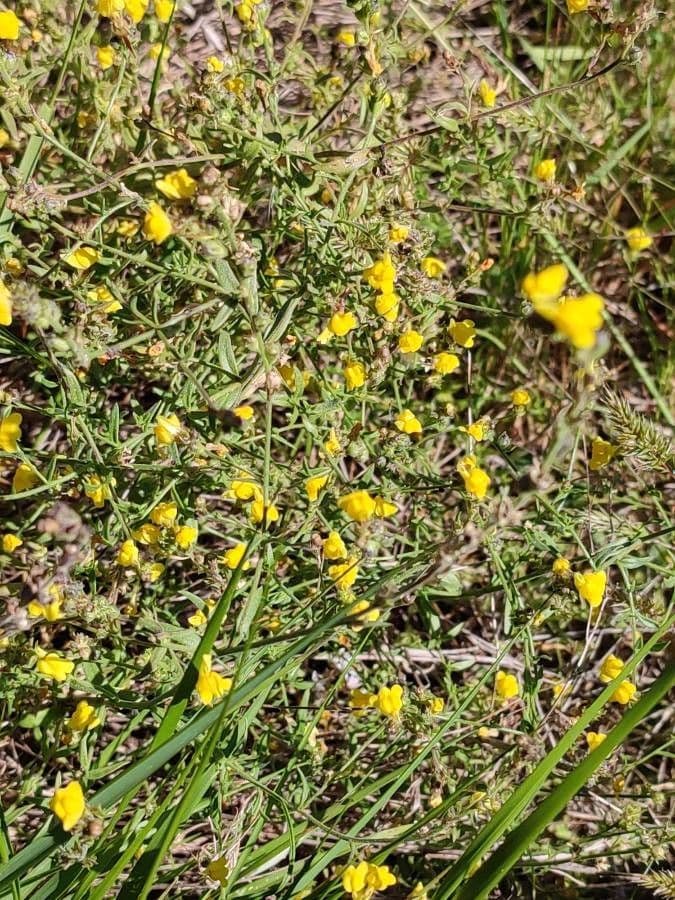 Linaria spartia 6