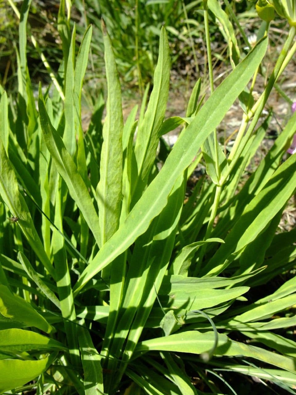 Bupleurum stellatum 18