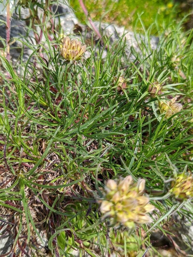 Edraianthus 6