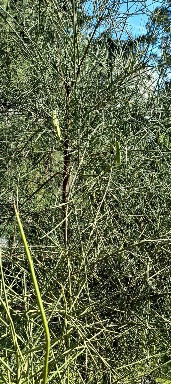 Mesquite 4