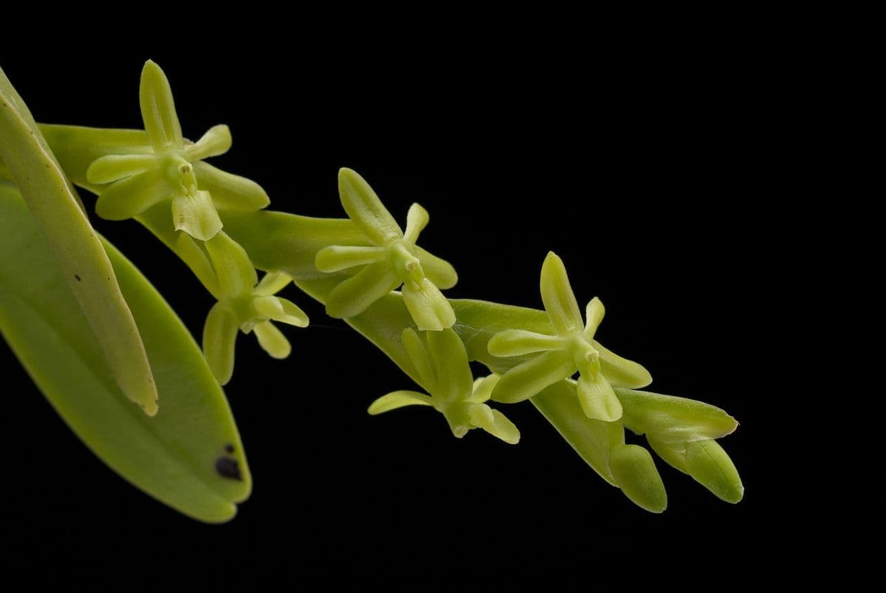 Epidendrum 3