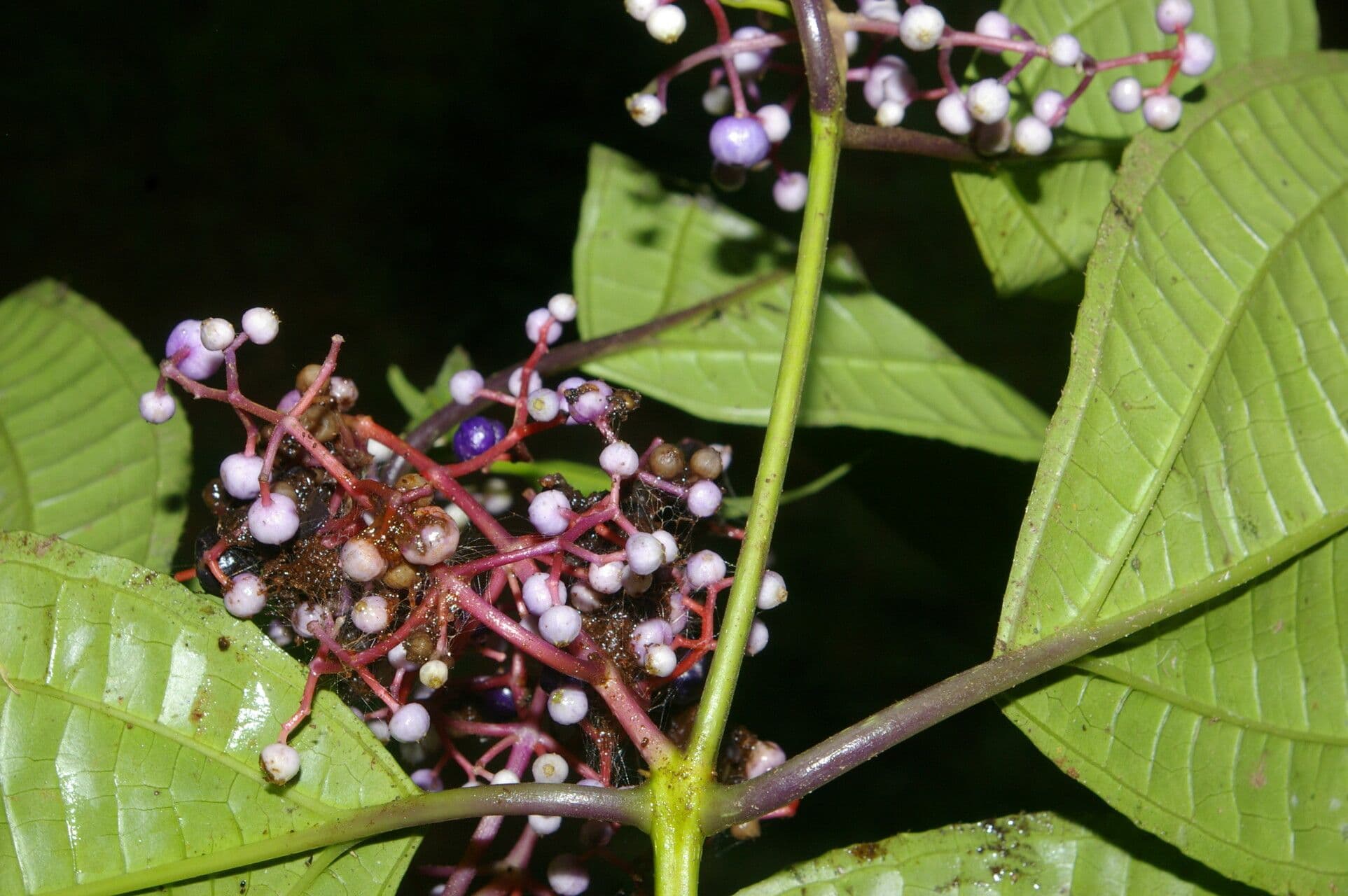 Miconia 7