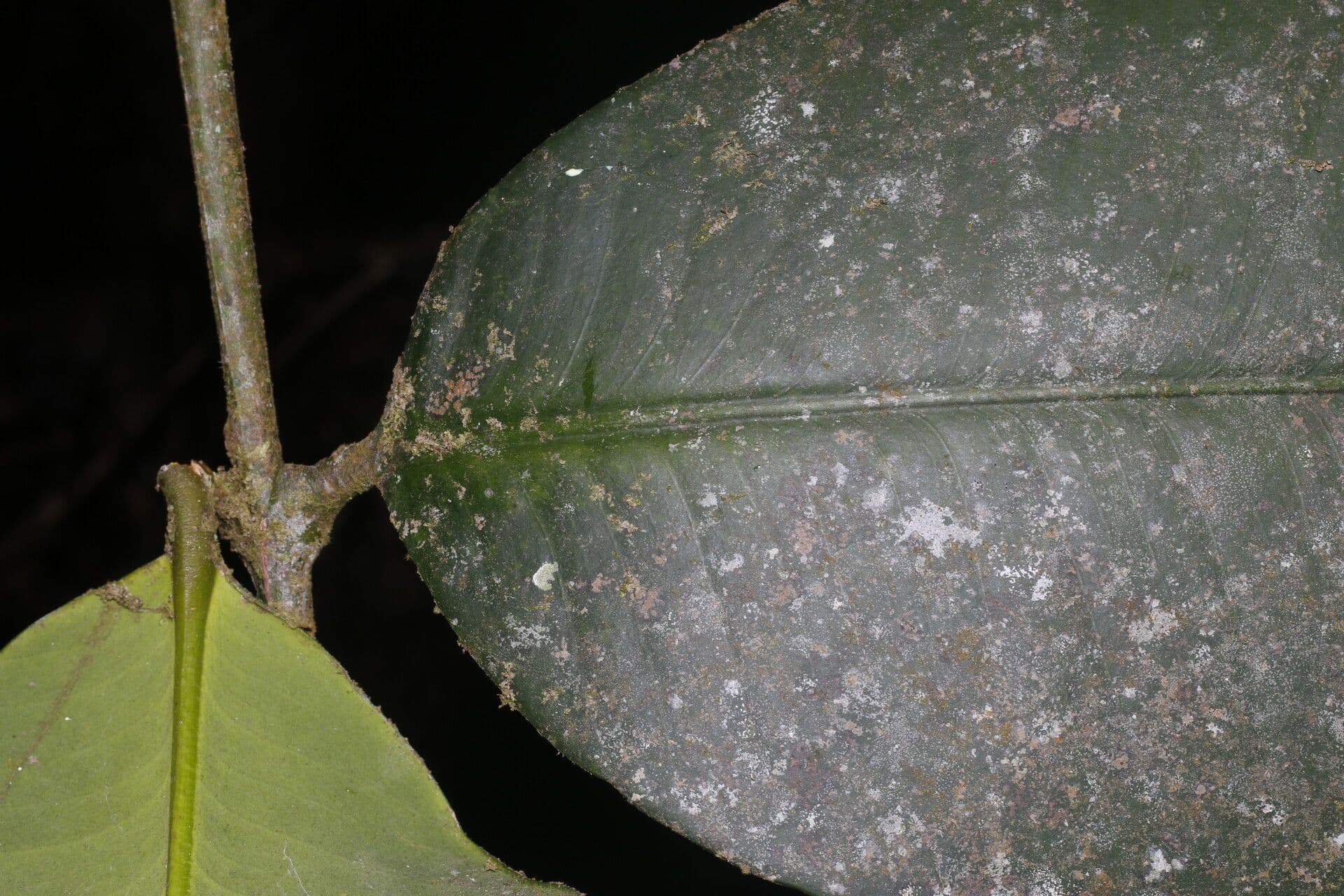 Garcinia 6