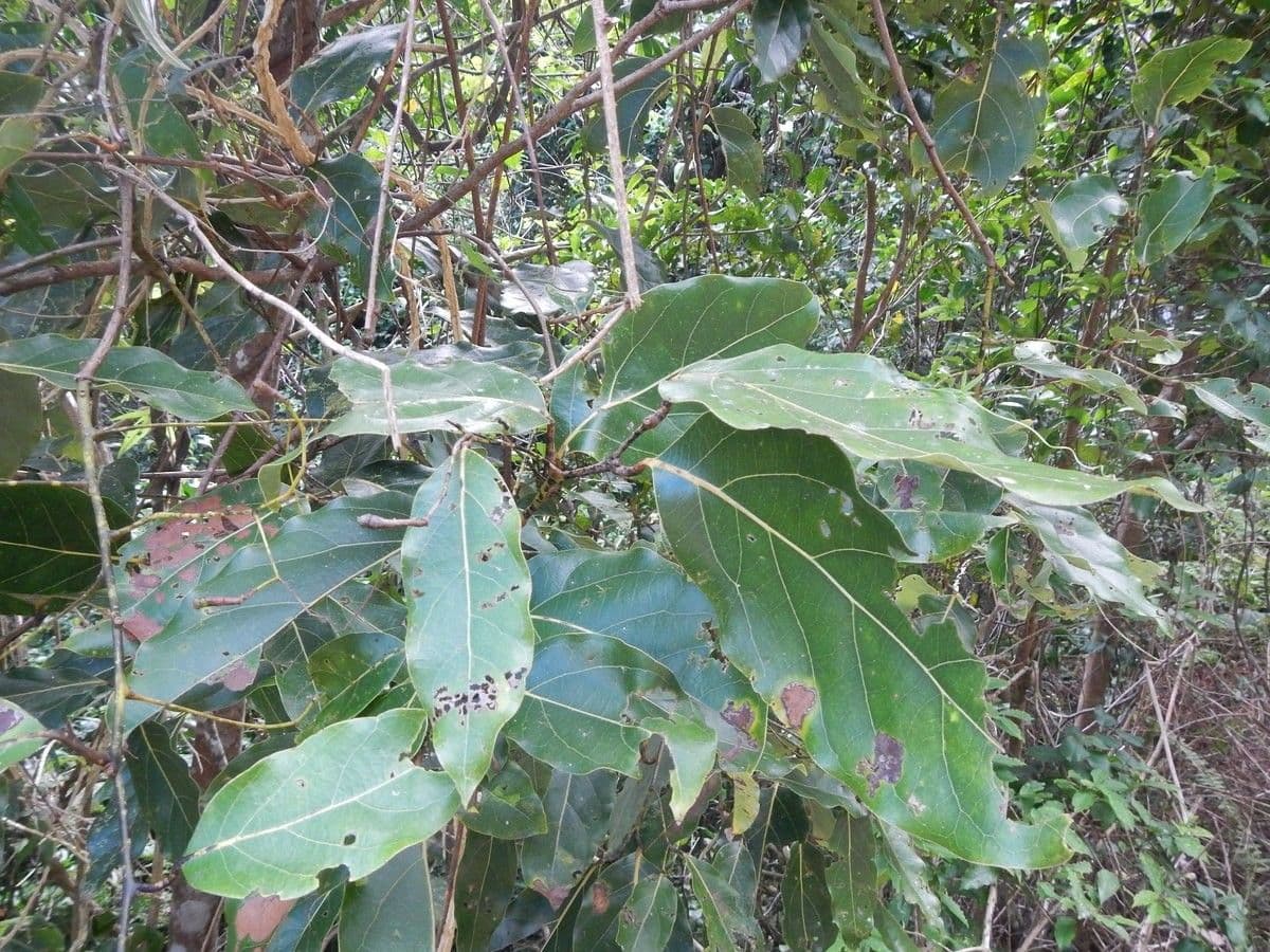 Cryptocarya 6