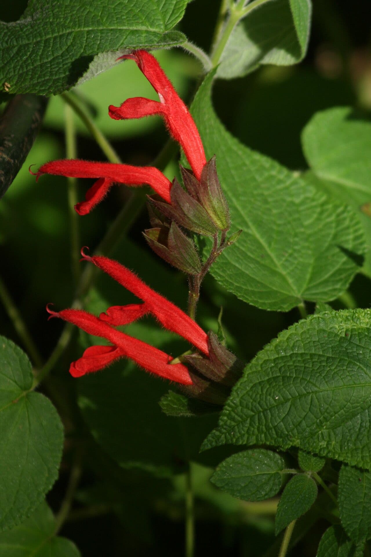 Salvia