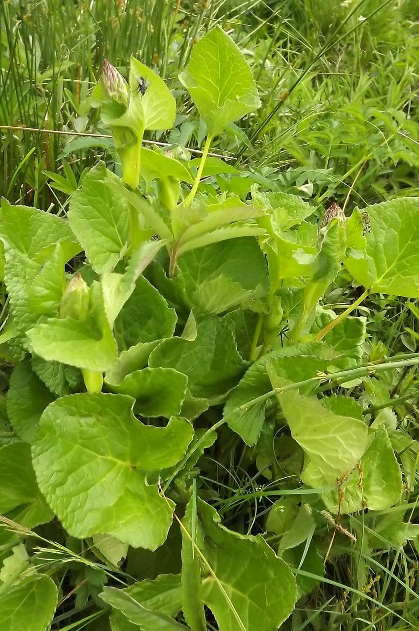 Sibirisches Greiskraut 16