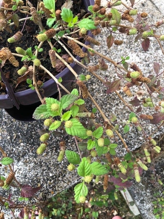 Lippia 2