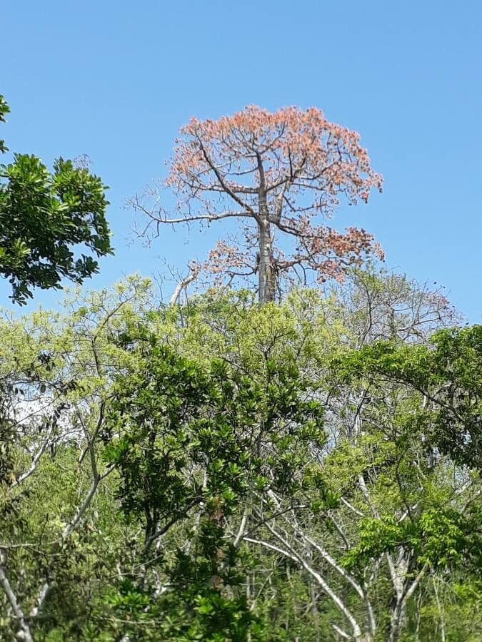 Cavanillesia platanifolia 2
