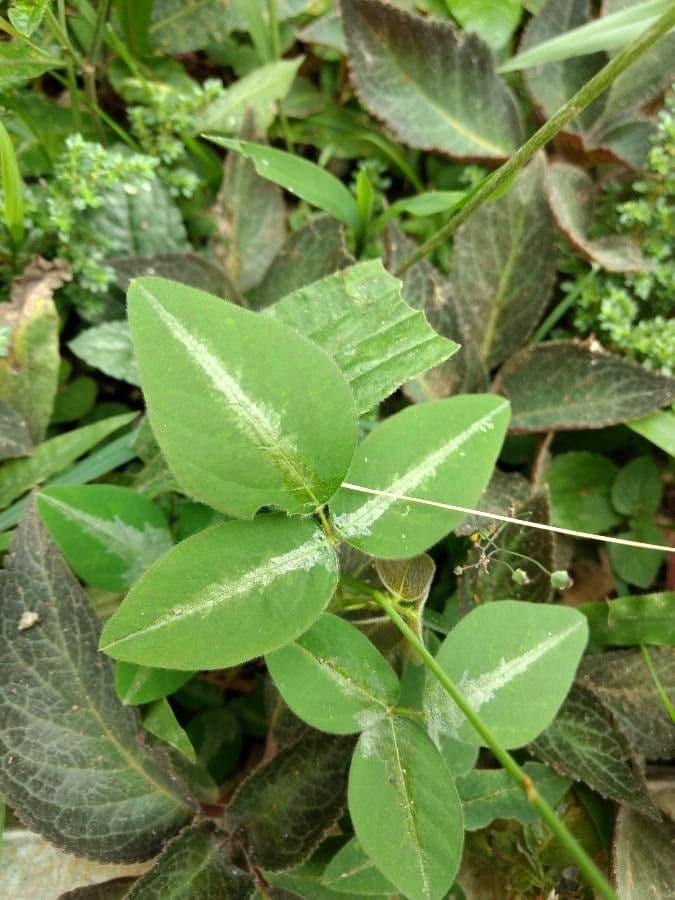 Desmodium uncinatum 7