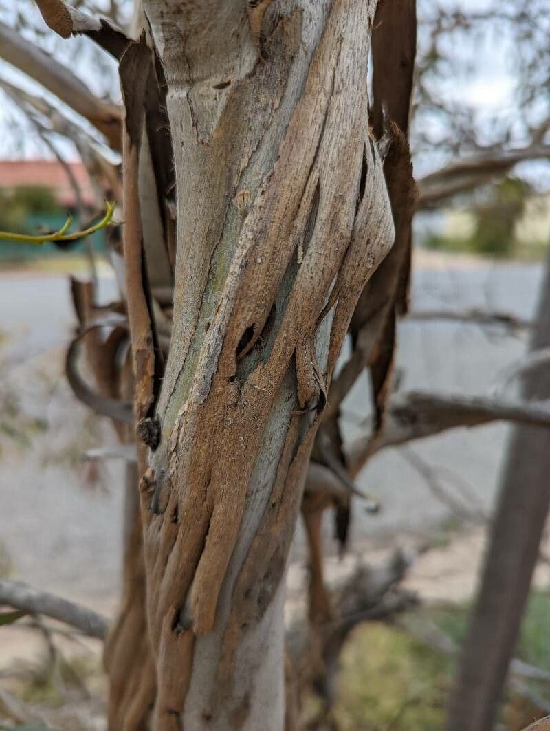 Eucalipto leucoxylon 19