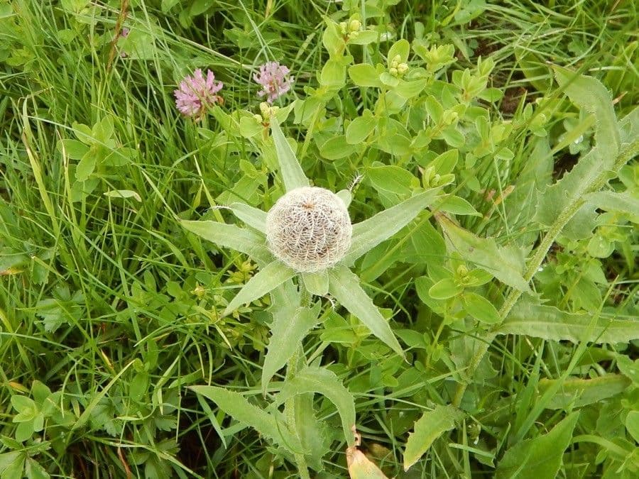 Einköpfige Flockenblume 5