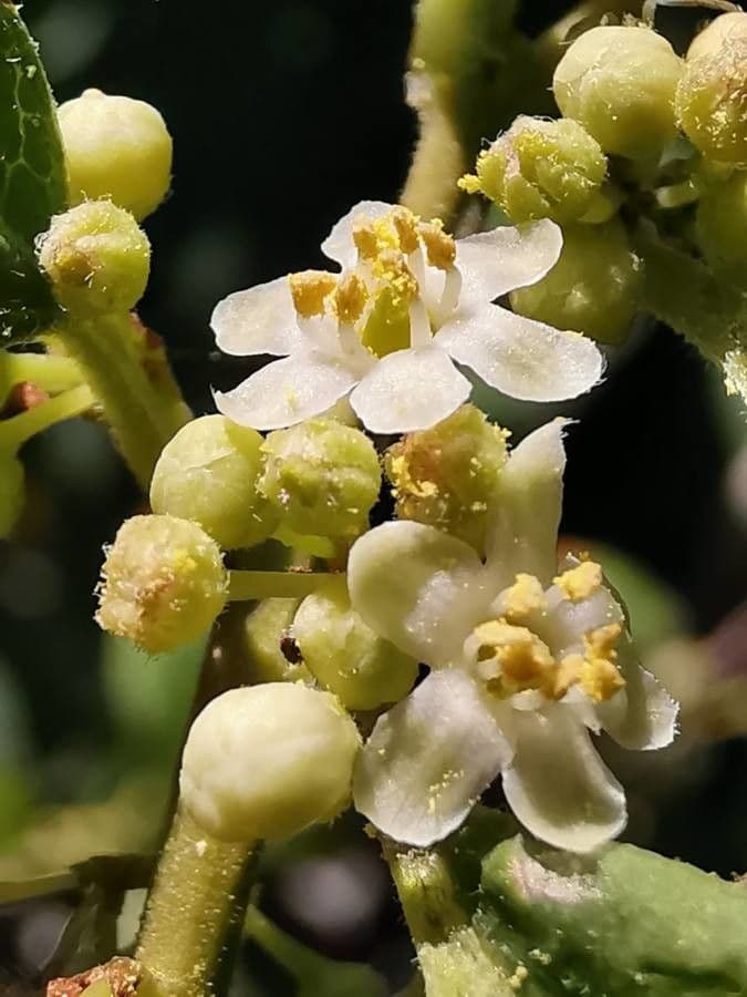 Houx verticillé 7