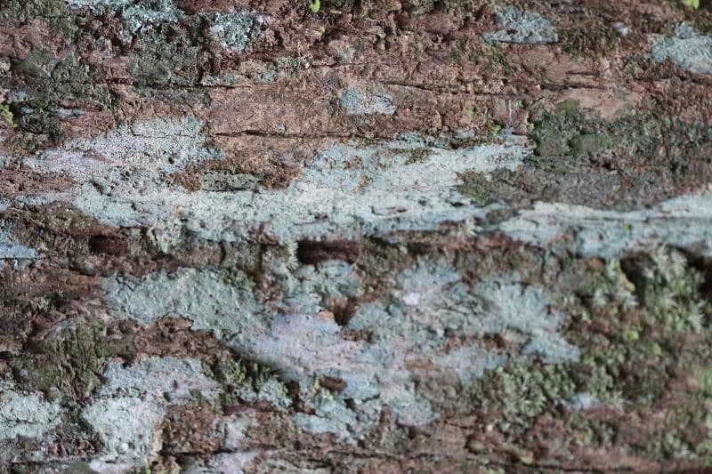 Platymiscium trojlisté 4