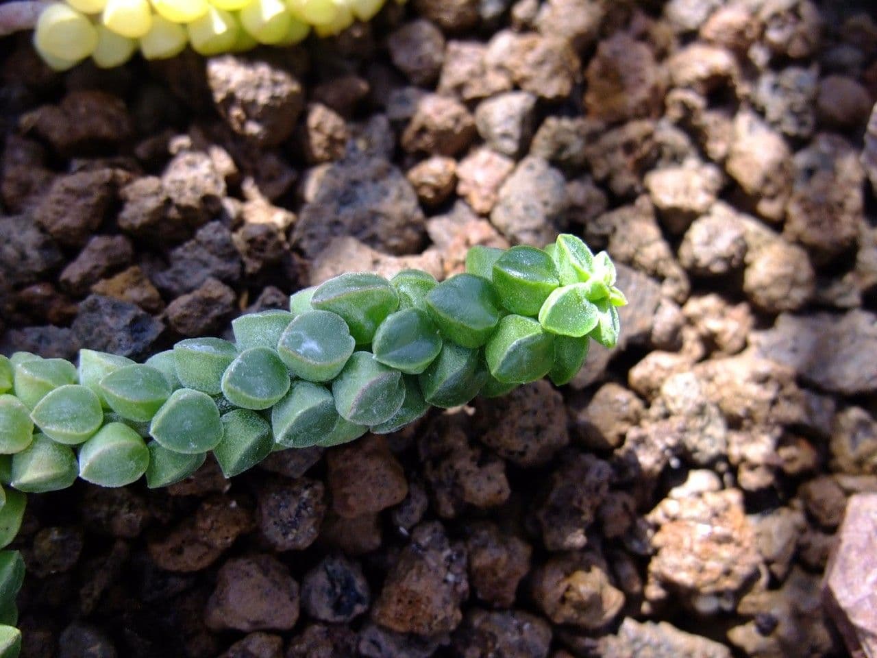 Pimiento columnar