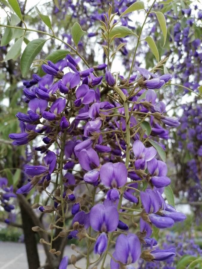 Bolusanthus