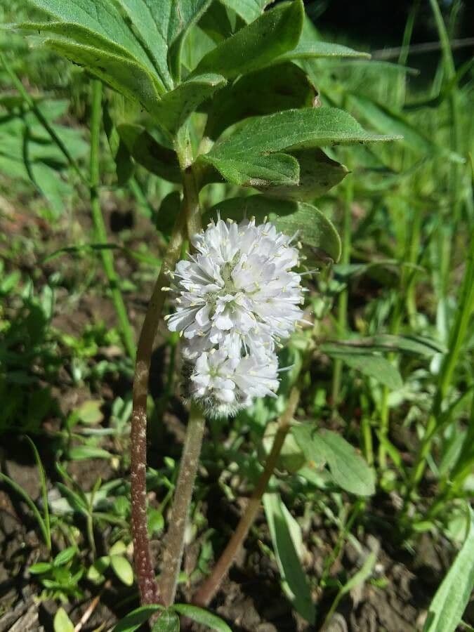 Hydrophyllum 4