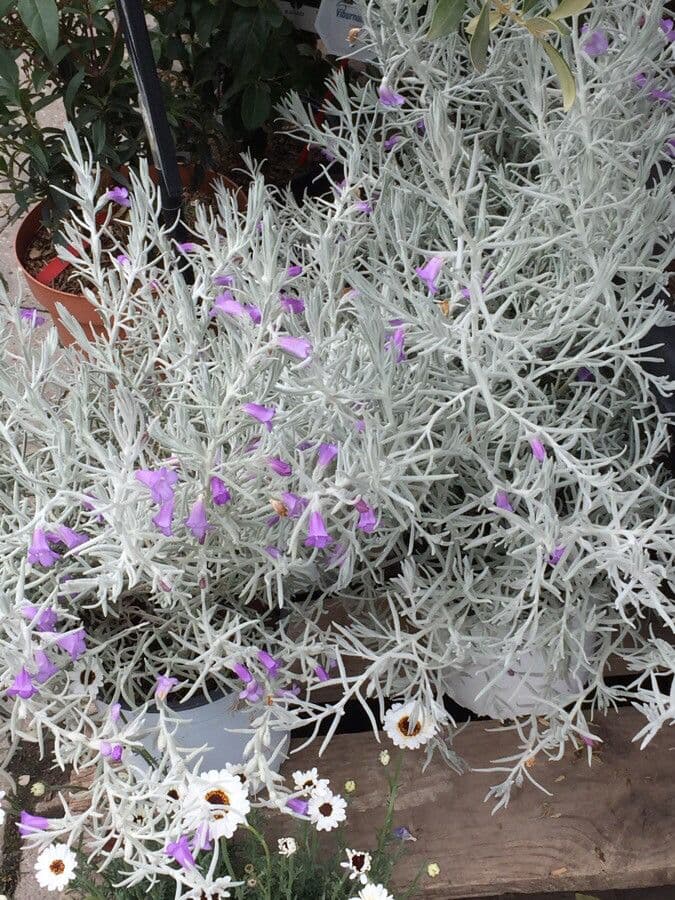 Eremophila 13