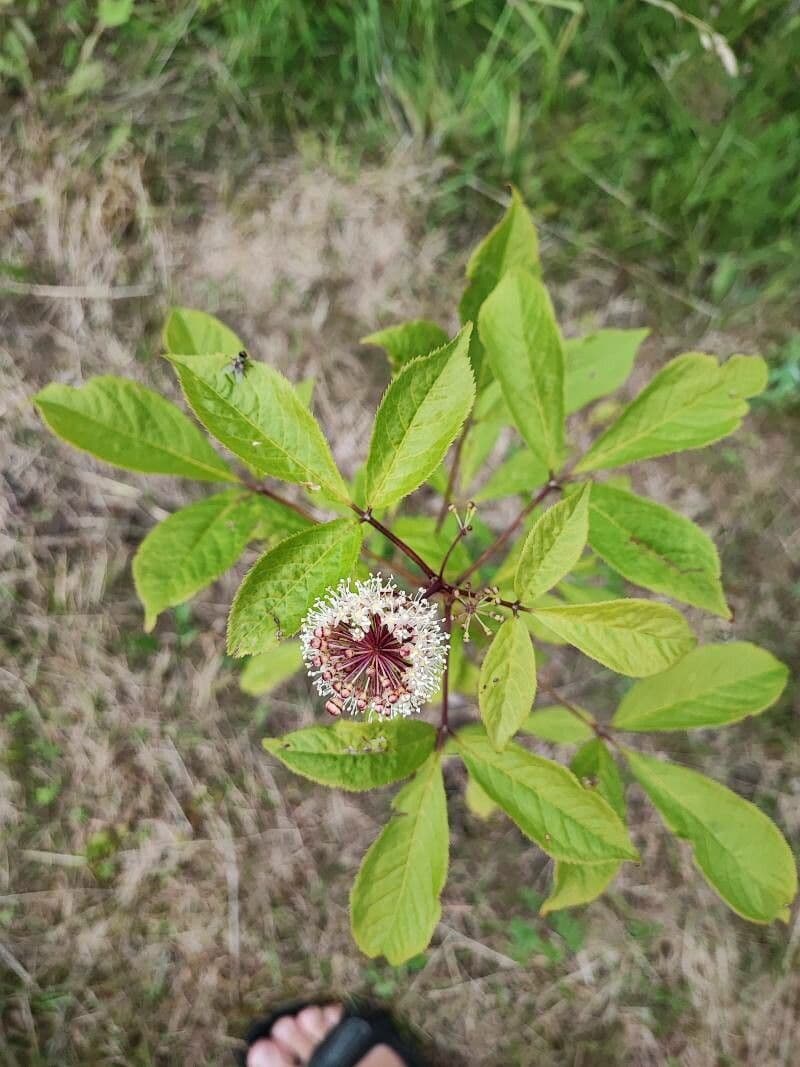 Eleuterococco siberiano 4