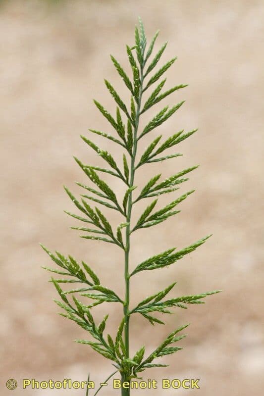 Catapodio rigido 25