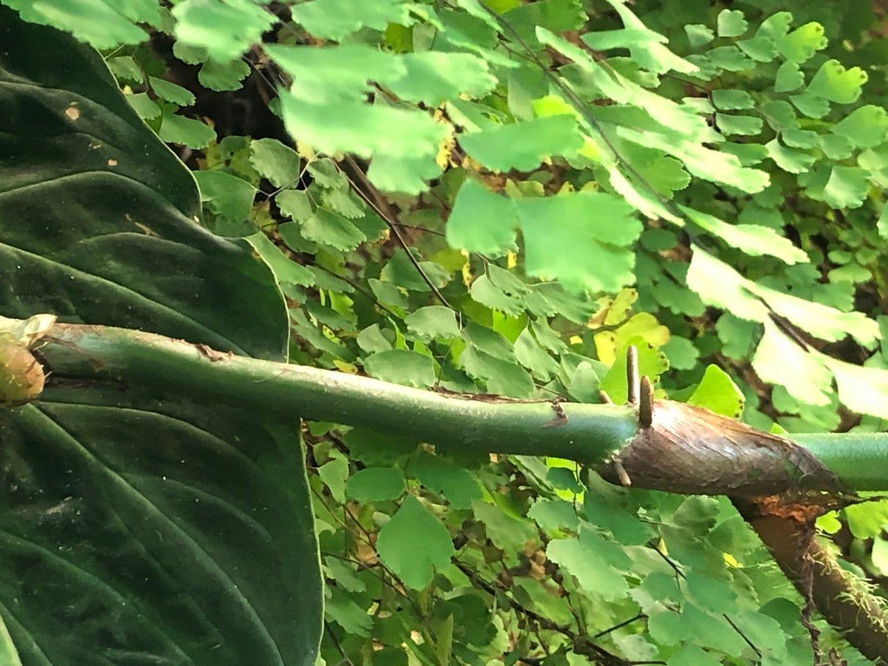 Warziger Philodendron 14
